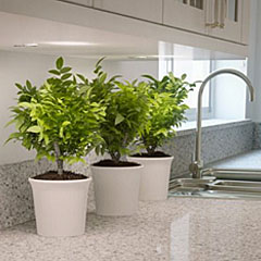 Natural Quartz Surface